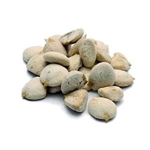 Noz da Índia Sementes (pacote c/ 8 unidades)